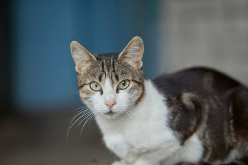 cat with green eyes looking in camera