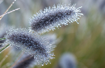 Spikes of pennisetum in hoarfrost and ice. Close-up