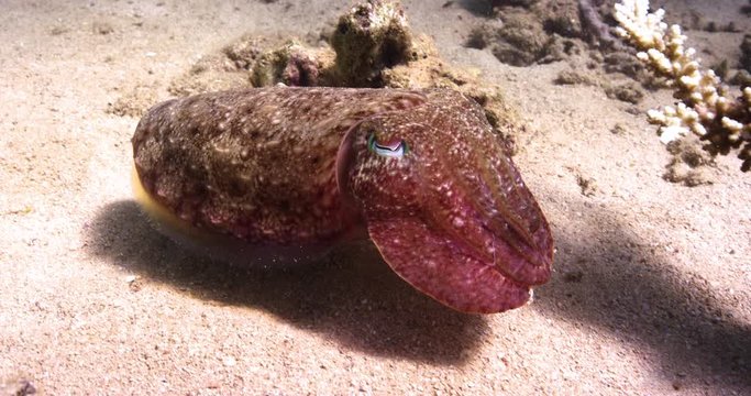 Slow motion, cuttlefish swims over seafloor
