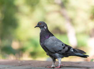 Portrait of a pigeon in a city park. Beautiful dove bird