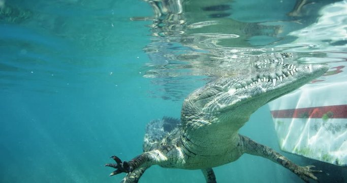 Floating crocodile by boat, slow motion