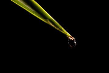 Gota cayendo desde hoja sobre fondo negro