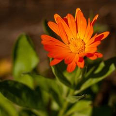 Marigold flower  bright orange and beautiful.