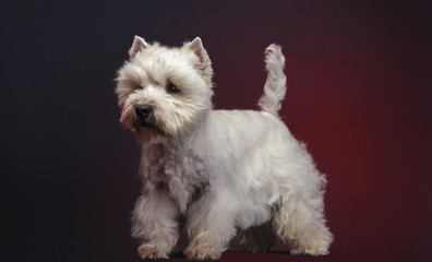 little dog breed west highland white terrier  on red background, close-up studio shot.