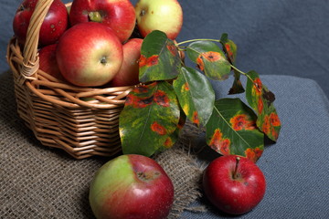 Wicker basket with ripe juicy apples. Nearby are several apples and autumn leaves of an apple tree. New crop. On a gray background.