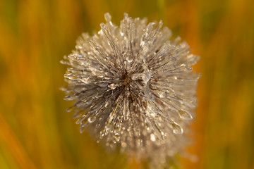 Spikes of pennisetum in hoarfrost and ice. Close-up