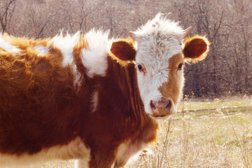 Cow reddish white color in the meadow in early spring