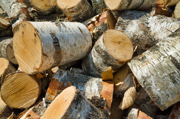 Logging for the winter season. A bunch of stumps for firewood