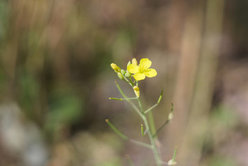 Little yellow arugula flower in the garden (Eruca sativa)