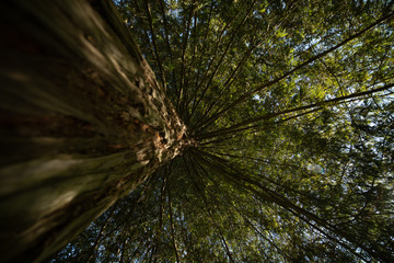 Fototapeta na wymiar Árbol desde el tronco a las hojas