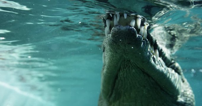 Close up, sharp crocodile teeth in Australia