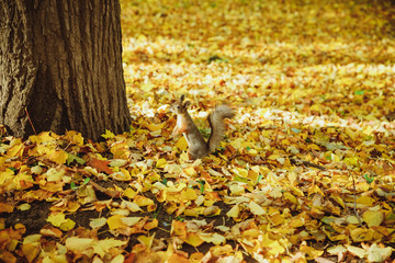 Colorful background of fallen autumn leaves.Sunny weather.autumn leaves on grass in sunny morning light.change of season.Fallen autumn leaves in the park