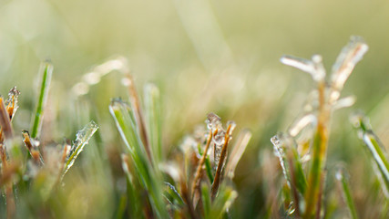 Lawn grass in ice, macro photo. Cooling concept.