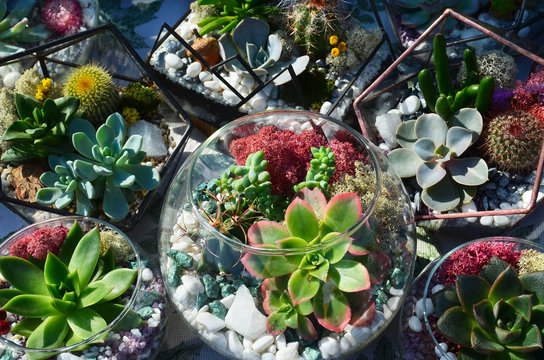 Glass interior terrariums with succulents and cactuses.Miniature tropical florarium.Decorative vases with succulent and cactus plants.Home decor concept.  - Powered by Adobe