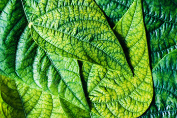 Bright bean leaves. Foliage texture, closeup natural background
