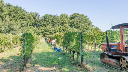 Farm workers in the vineyard rows harvesting bunches of black grapes