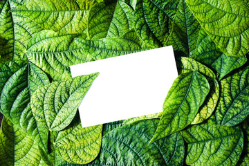 Bright bean leaves with a white copy space. Foliage texture, close up natural background