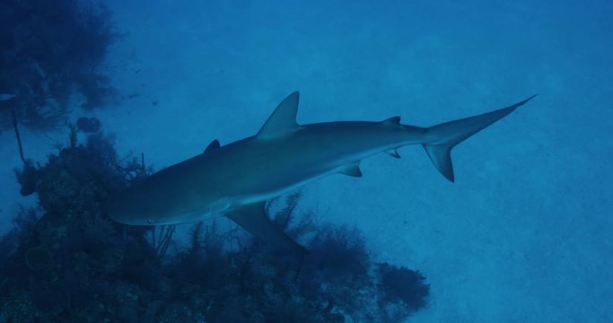 Slow motion, shark swims in remote ocean