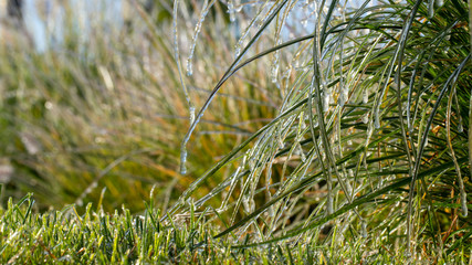 Lawn grass in ice, macro photo. Cooling concept.