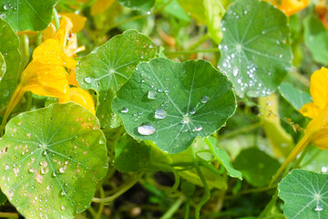 Thickets of foliage and nasturtium flowers after rain