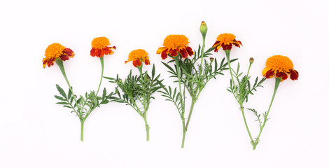 Beautiful orange marigolds on a white background. Natural floral background