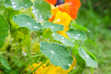 Thickets of foliage and nasturtium flowers after rain