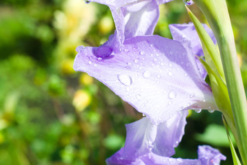 Purple gladiolus with raindrops in the garden. Natural floral background