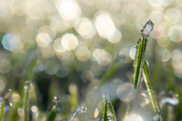 Lawn grass in ice, macro photo. Cooling concept.