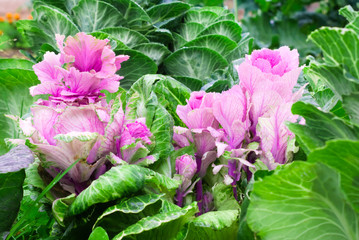 Beautiful pink-green decorative cabbage in the garden. Natural floral background