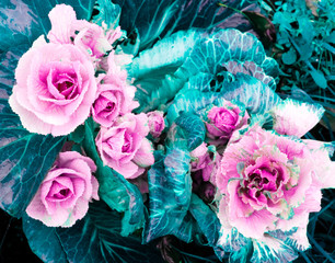 Pink-blue natural floral background with decorative cabbage