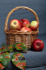 Wicker basket with ripe juicy apples. Nearby are several apples and autumn leaves of an apple tree. New crop. On a gray background.