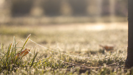 Lawn grass in ice, macro photo. Cooling concept.