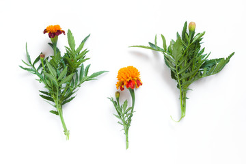 Beautiful orange marigolds on a white background. Natural floral background