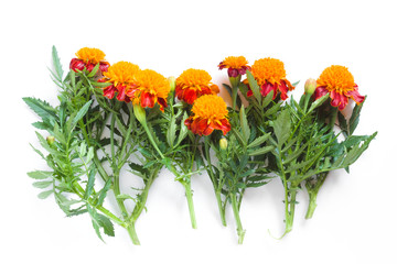 Beautiful orange marigolds on a white background. Natural floral background