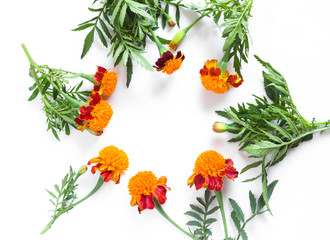 Frame of beautiful orange marigolds on a white background. Natural floral background