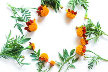 Frame of beautiful orange marigolds on a white background. Natural floral background