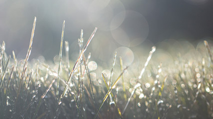 Lawn grass in ice, macro photo. Cooling concept.