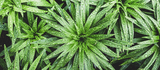 Green tropical leaves with raindrops in tropical. View from above. Flat lay. Nature background, leaves close-up summer background template
