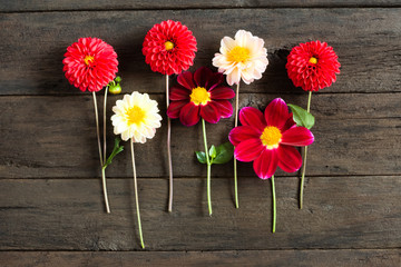 Several multi-colored dahlia flowers on a wooden background. Beautiful floral background