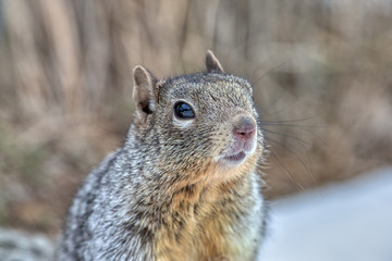 Rock squirrel portrait
