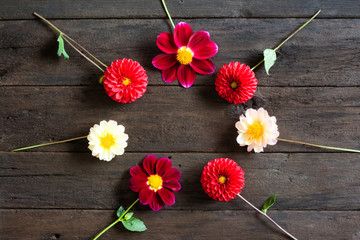 Several multi-colored dahlia flowers on a wooden background in a circle. Beautiful floral background