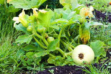Ovaries on a pumpkin bush in a garden. Farmer season
