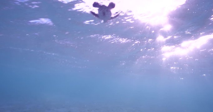 Slow motion, baby turtle swims in ocean