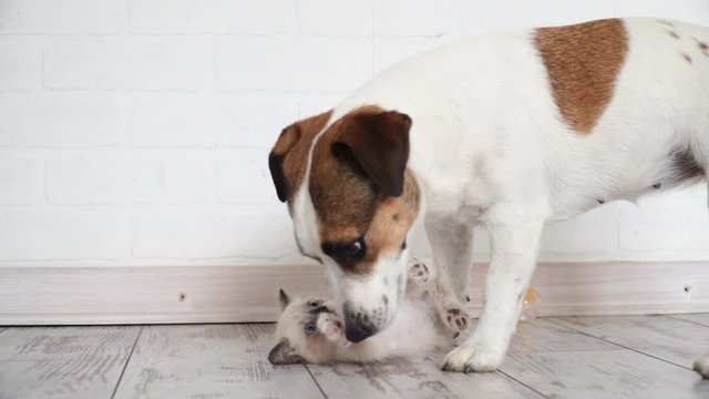 Cute kitten and puppy playing together