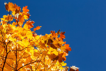 Bright yellow autumn maple leaves on blue sky background