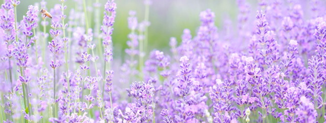 Lavender field _ Panorama