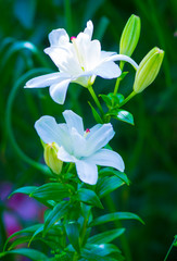 white lily flower blooming in the garden