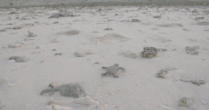 Baby turtles on Australian beach, close up