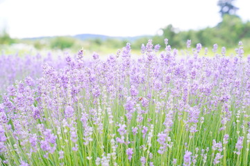 Naklejka premium Lavender Field