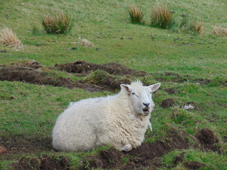 Obraz premium A sheep